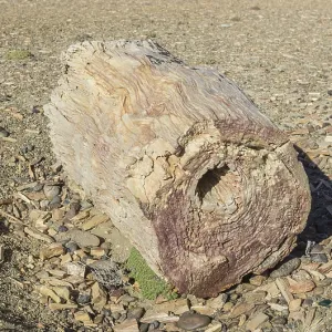 Petrified forest Bosque Petrificado National Monument