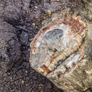 A Petrified wood of late Triassic period in Petrified Forest Nationa Park