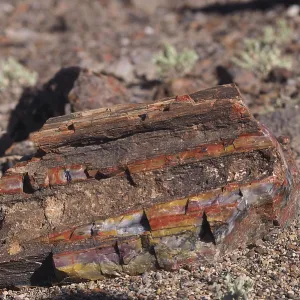 Petrified wood, Petrified Forest National Park Petrified wood, Petrified Forest National Park