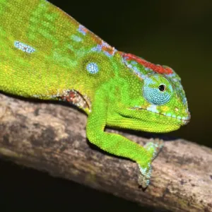 Petter's Chameleon (Furcifer petteri)