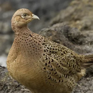 Pheasant female bird in the wild closeup Pheasant female bird in the wild closeup