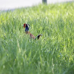 A pheasant Phasianus colchicus hides in thick green grass A pheasant Phasianus colchicus hides in thick green grass