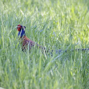 A pheasant Phasianus colchicus stands in tall green grass and looks to the side A pheasant Phasianus colchicus stands in tall green grass and looks to the side