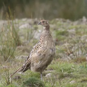 Pheasant in the wild female bird on lookout Pheasant in the wild female bird on lookout