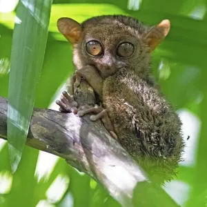 Philippine tarsier (Carlito syrichta) clings to a branch
