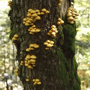 Pholiota mushroom (Pholiota aurivella) Pholiota mushroom (Pholiota aurivella)