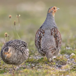 The photo documents a typical behaviour of the partridge (Perdix perdix) The photo documents a typical behaviour of the partridge (Perdix perdix)