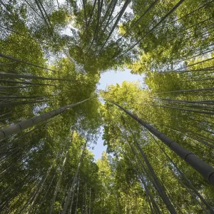 Photo Forest with trees close up Photo Forest with trees close up