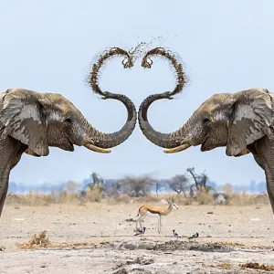 Photo montage, African elephant (Loxodonta africana)