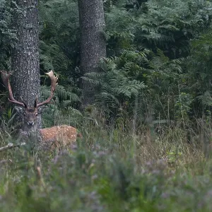 The photo shows the difficulties of photographing fallow deer (Dama dama) in such an environment