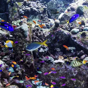 Photo of a tropical fish on a coral reef in Dubai aquarium Photo of a tropical fish on a coral reef in Dubai aquarium