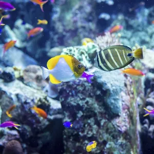 Photo of a tropical fish on a coral reef in Dubai aquarium Photo of a tropical fish on a coral reef in Dubai aquarium