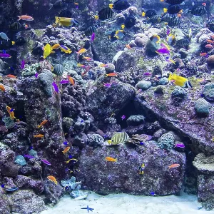 Photo of a tropical fish on a coral reef in Dubai aquarium Photo of a tropical fish on a coral reef in Dubai aquarium