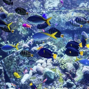 Photo of a tropical fish on a coral reef in Dubai aquarium Photo of a tropical fish on a coral reef in Dubai aquarium