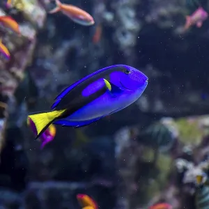 Photo of a tropical fish on a coral reef in Dubai aquarium Photo of a tropical fish on a coral reef in Dubai aquarium