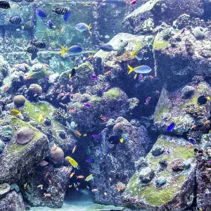 Photo of a tropical fish on a coral reef in Dubai aquarium Photo of a tropical fish on a coral reef in Dubai aquarium