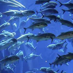 Photo of a tropical fish on a coral reef in Dubai aquarium Photo of a tropical fish on a coral reef in Dubai aquarium