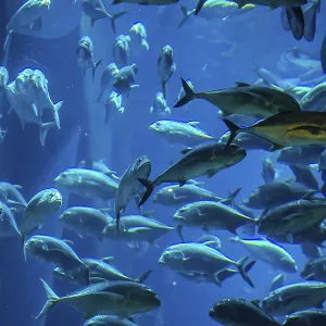 Photo of a tropical fish on a coral reef in Dubai aquarium Photo of a tropical fish on a coral reef in Dubai aquarium