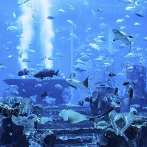 Photo of a tropical fish on a coral reef in Dubai aquarium Photo of a tropical fish on a coral reef in Dubai aquarium