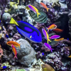 Photo of a tropical fish on a coral reef in Dubai aquarium Photo of a tropical fish on a coral reef in Dubai aquarium