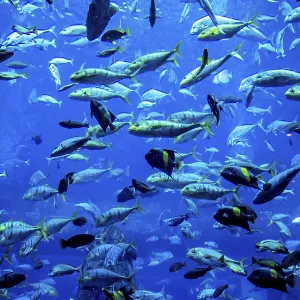 Photo of a tropical fish on a coral reef in Dubai aquarium Photo of a tropical fish on a coral reef in Dubai aquarium