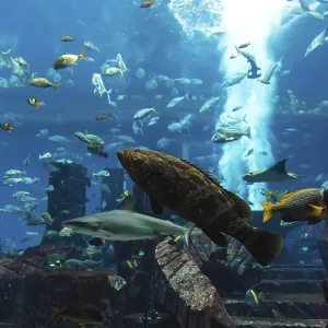 Photo of a tropical fish on a coral reef in Dubai aquarium Photo of a tropical fish on a coral reef in Dubai aquarium