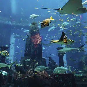 Photo of a tropical fish on a coral reef in Dubai aquarium Photo of a tropical fish on a coral reef in Dubai aquarium