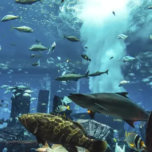 Photo of a tropical fish on a coral reef in Dubai aquarium Photo of a tropical fish on a coral reef in Dubai aquarium