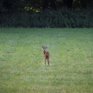 Photograph of a roebuck looking back standing in a meadow