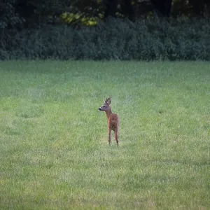Photograph of a roebuck standing in a meadow looking to the left