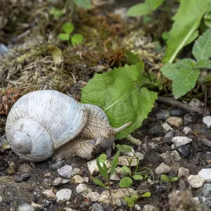 Photograph of a white snail (Gastropoda) on stony ground