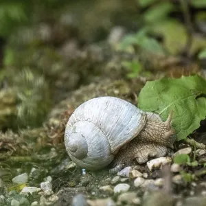 Photograph of a white snail (Gastropoda) on stony ground