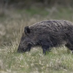 Photographing wild boar (Sus scrofa) Photographing wild boar (Sus scrofa)