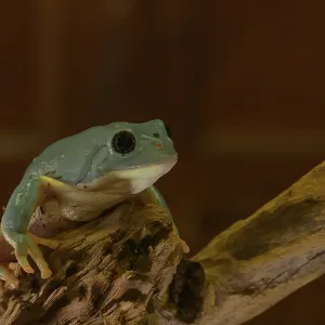 Phyllomedusidae, Agalychnis dacnicolor Phyllomedusidae, Agalychnis dacnicolor