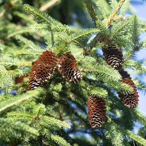 Picea abies, european spruce, downhanging branchlets Picea abies, european spruce, downhanging branchlets