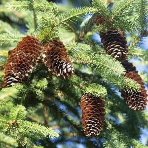 Picea abies, european spruce, downhanging branchlets Picea abies, european spruce, downhanging branchlets