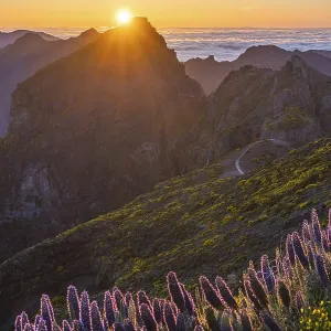 Pico do Arieiro. Mountains and Blooming Pride of Madeira Flowers at Sunset Pico do Arieiro. Mountains and Blooming Pride of Madeira Flowers at Sunset