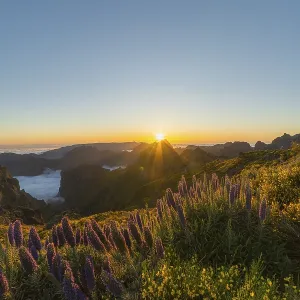 Pico do Arieiro. Mountains and Blooming Pride of Madeira Flowers at Sunset Pico do Arieiro. Mountains and Blooming Pride of Madeira Flowers at Sunset