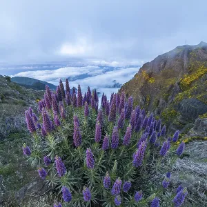 Pico do Arieiro. Mountains and Blue Pride of Madeira Flowers Pico do Arieiro. Mountains and Blue Pride of Madeira Flowers
