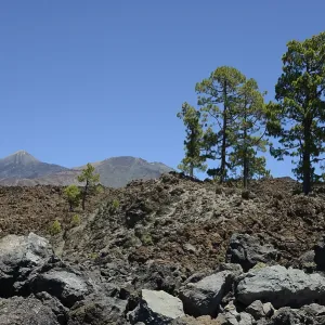 Pico del Teide, Tenerife, Teide