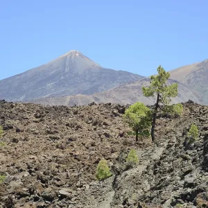 Pico del Teide, Tenerife, Teide