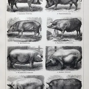 Picture plate pig breeds, Szalontai pig Picture plate pig breeds, Szalontai pig