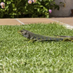 The picture shows a pearl lizard Timon lepidus on the Iberian Peninsula in the town of Rota The picture shows a pearl lizard Timon lepidus on the Iberian Peninsula in the town of Rota
