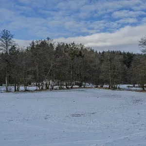 The picture shows a snow-covered area in the forest The picture shows a snow-covered area in the forest