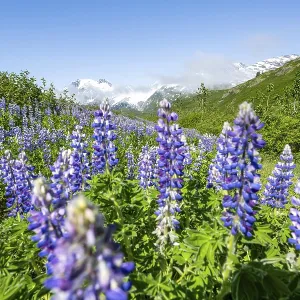 Picturesque landscape on the Richardson Highway