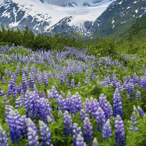 Picturesque landscape on the Richardson Highway