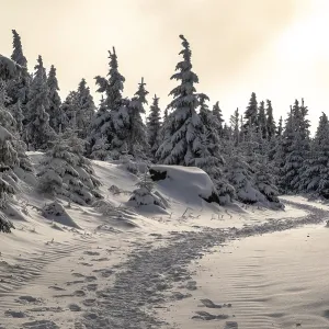 A picturesque trail snakes through a wintery snow-covered coniferous forest under a hazy sky in the magical