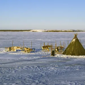 Picturesque view of reindeers on a snowy plain in Finland