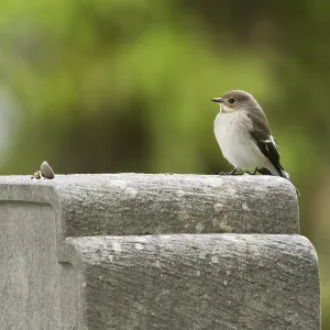 A pied flycatcher (Ficedula hypoleuca) A pied flycatcher (Ficedula hypoleuca)