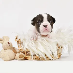 PIed French Bulldog dog puppy with toy plush bunny in basket on white background